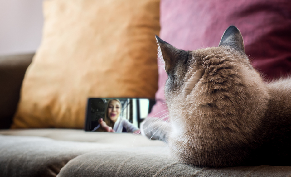 woman chatting to cat on tablet