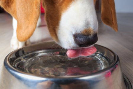 beagle drinking from silver water dish