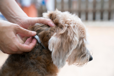 small brown dog, owner checking the flea and tick collar