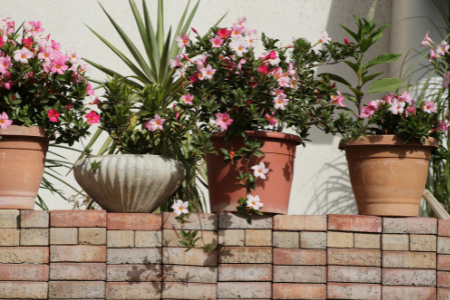 Potted plants with pink flowers on a wall.