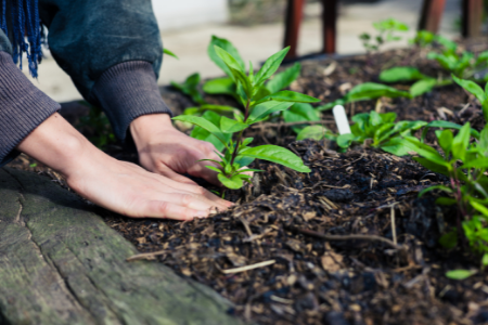 A person planting several seedlings of the same plant in the small garden.