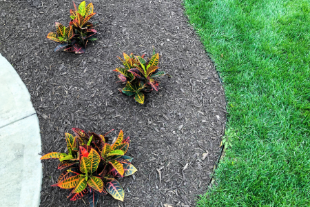 Native plants in mulch.