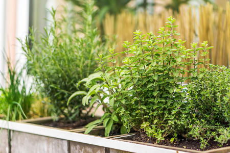 An outdoor herb garden.