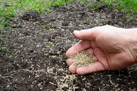 A person's hand holding grass seed over a bare patch in the yard.