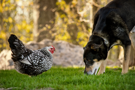 A dog saying hello to a friendly chicken in the yard.