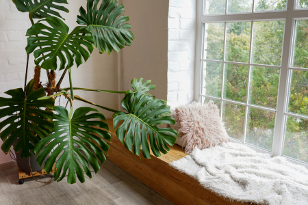 A large indoor plant near a window bench seat.