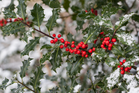 Holly bushes, one of the best plants for winter conditions.