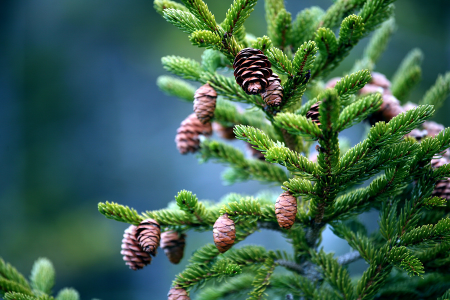 A green pine tree with pine cones.