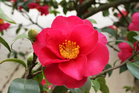 A pink camellia, a popular winter plant.
