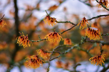 Golden witch hazel blossoms in the snow.