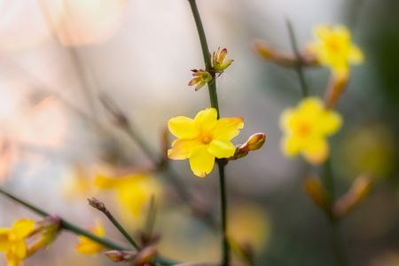 Yellow winter jasmine, another ideal plant for winter conditions.