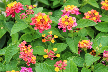 Lantana, a heat-resistant plant.