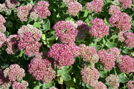Sedum, also know as Stonecrop.