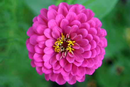 A fuchsia colored zinnia, a popular heat-resistant plant for summer gardens.