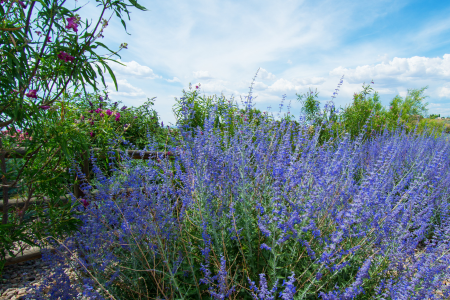 A Russian Sage bush.