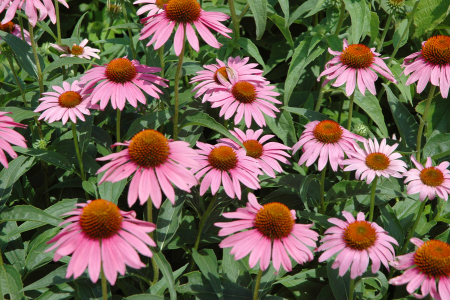 Coneflowers, a plant that is popular in summer gardens.