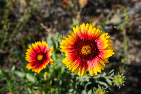 Blanket flower is a heat-resistant plant that does not require much water.