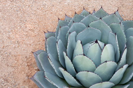 Agave comes in various colors and sizes to complement a summer garden.