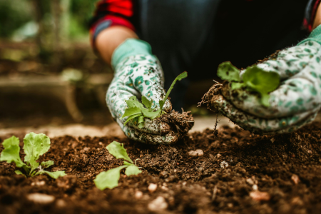 A person prepping soil to protect the garden in winter.