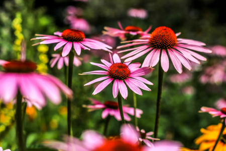 Coneflowers come in a variety of colors and are pollinator-friendly plants.