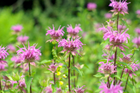 Bee balm is a favorite plant among bees, as the name suggests.
