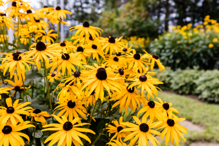 Black-eyed susans in a cluster in an outdoor garden.