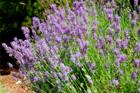 A lavender bush- an excellent option for pollinator-friendly flowers.