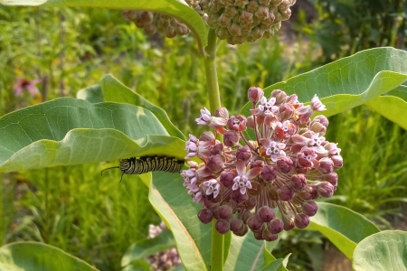 A pink milkweed plant with a monarch caterpillar on the leaf.