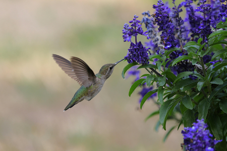 Salvia, a pollinator-friendly flower, attracting a hummingbird.
